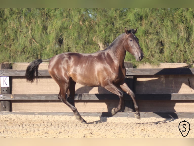 PRE Merrie 6 Jaar 166 cm Zwart in Almonte