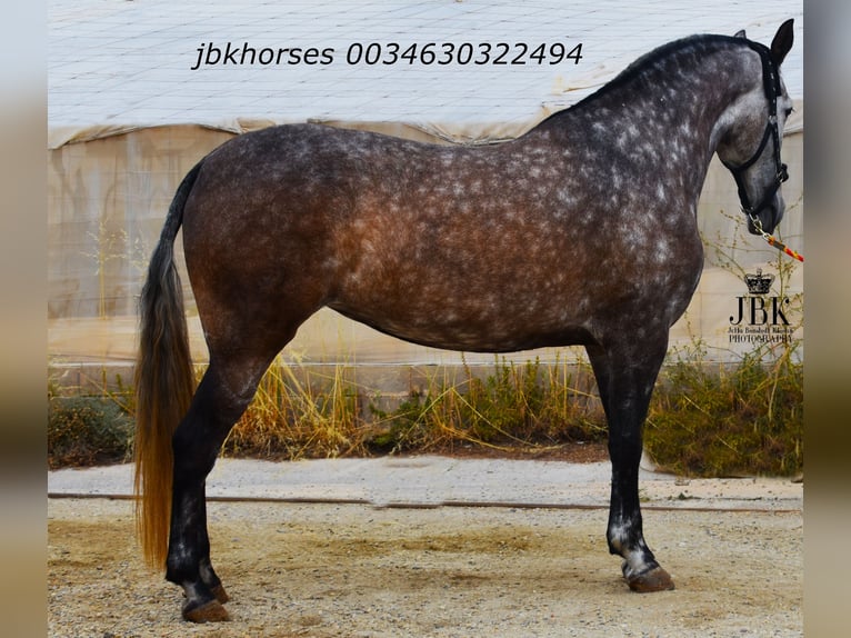 PRE Mix Merrie 6 Jaar 167 cm Schimmel in Tabernas Almería