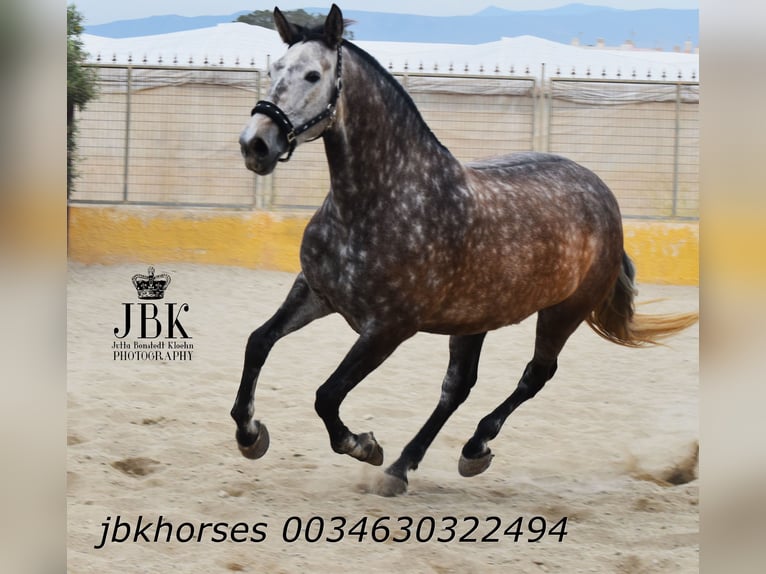 PRE Mix Merrie 6 Jaar 167 cm Schimmel in Tabernas Almería