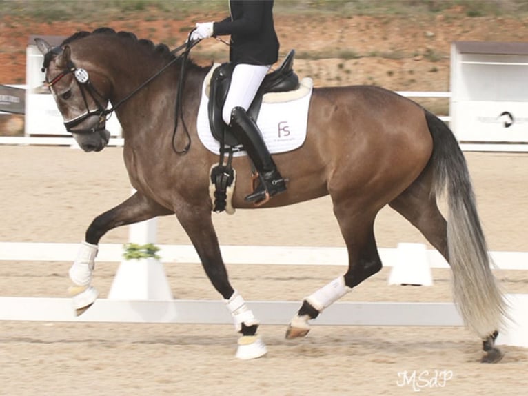 PRE Mix Merrie 6 Jaar 168 cm Schimmel in NAVAS DEL MADRONO