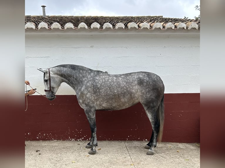 PRE Merrie 6 Jaar 168 cm Schimmel in Villanueva de la concepcion