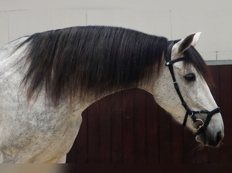PRE Mix Merrie 6 Jaar 173 cm Schimmel in Überherrn