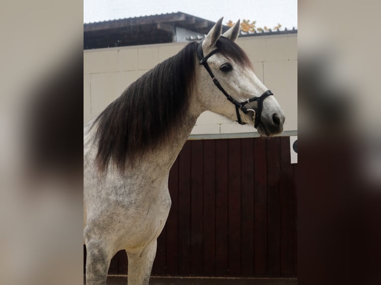 PRE Mix Merrie 6 Jaar 173 cm Schimmel in Überherrn