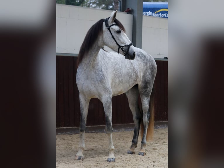 PRE Mix Merrie 6 Jaar 173 cm Schimmel in Überherrn