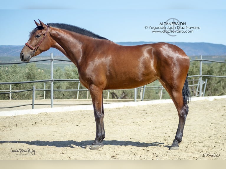 PRE Merrie 6 Jaar 174 cm Bruin in Arjona