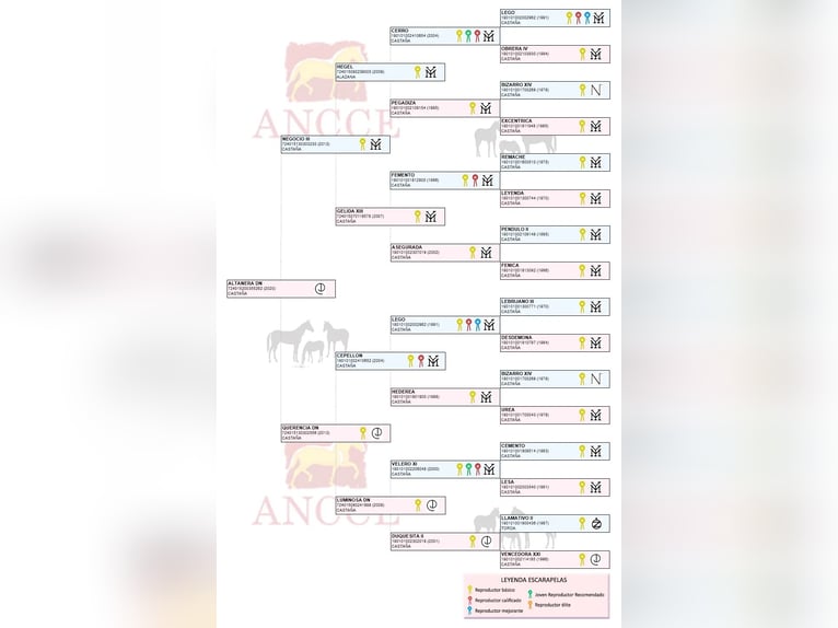PRE Merrie 6 Jaar 177 cm Bruin in Arjona