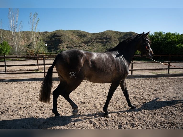 PRE Merrie 6 Jaar Bruin in Santa Fe De Mondujar