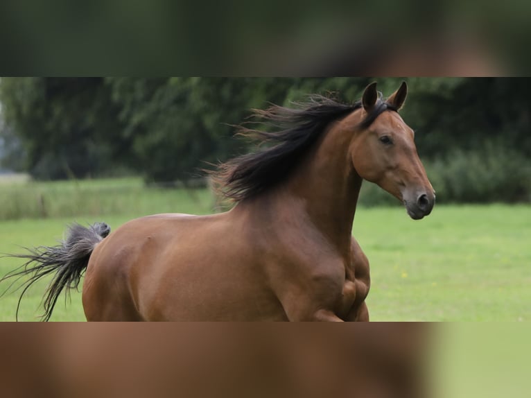 PRE Merrie 6 Jaar Bruin in Berlin