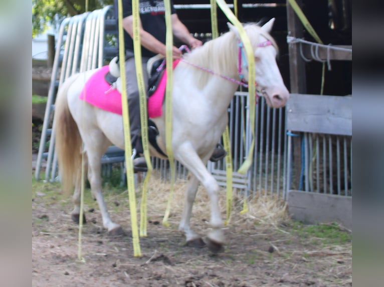 PRE Mix Merrie 7 Jaar 147 cm Cremello in Gemmerich