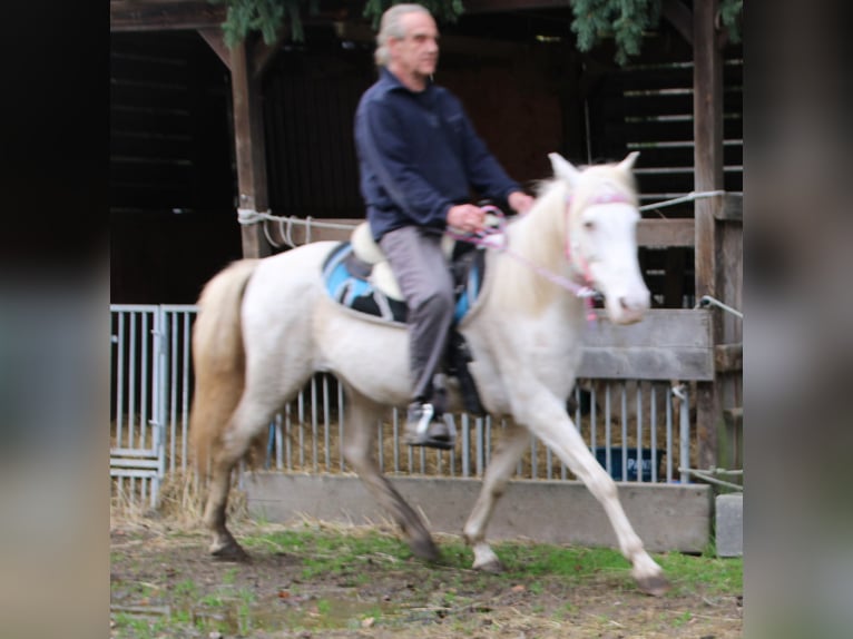 PRE Mix Merrie 7 Jaar 147 cm Cremello in Gemmerich