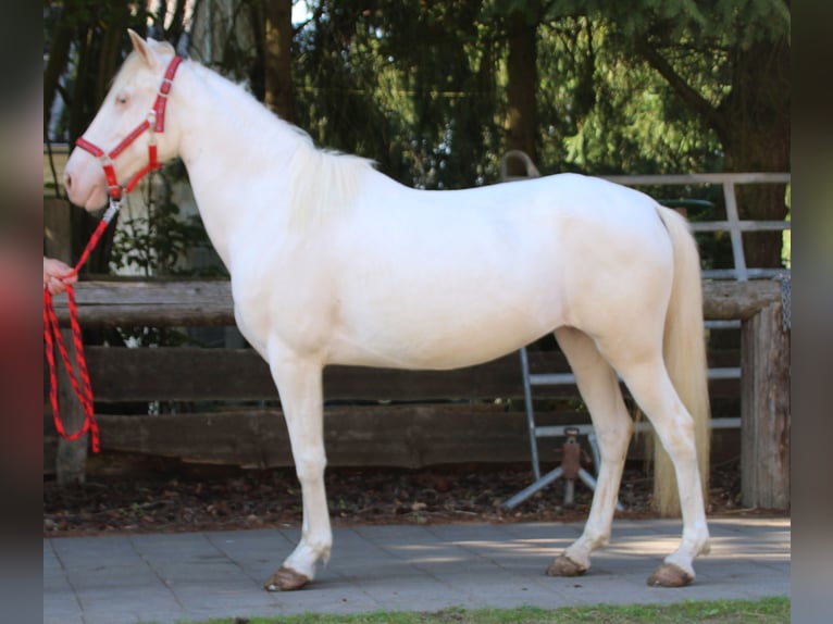 PRE Mix Merrie 7 Jaar 147 cm Cremello in Gemmerich