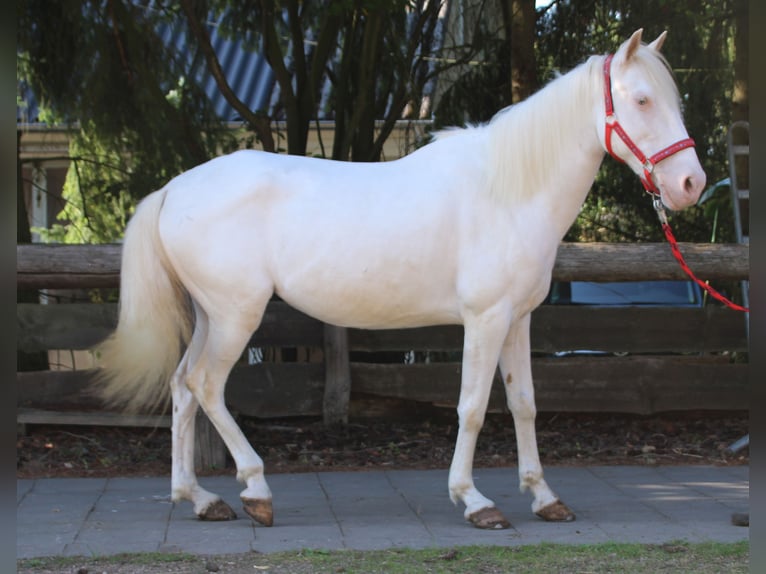 PRE Mix Merrie 7 Jaar 147 cm Cremello in Gemmerich