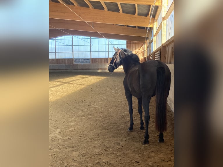 PRE Merrie 7 Jaar 150 cm Zwart in Ballenstedt