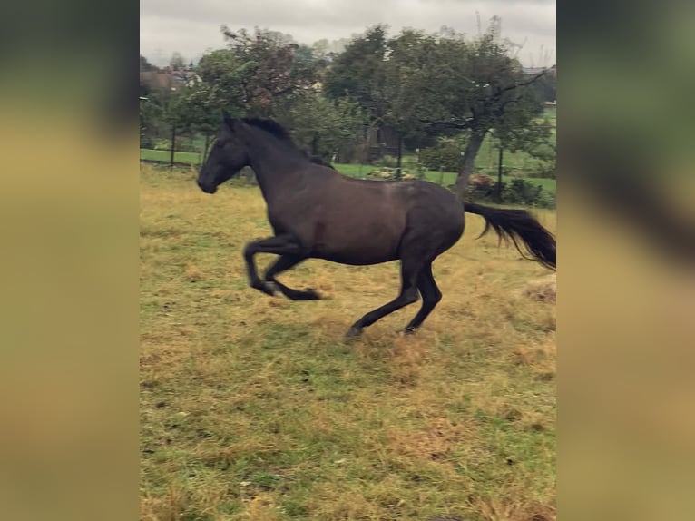 PRE Merrie 7 Jaar 150 cm Zwart in Ballenstedt