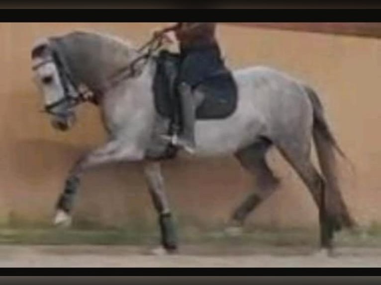 PRE Mix Merrie 7 Jaar 151 cm Schimmel in Geeste