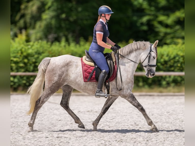 PRE Mix Merrie 7 Jaar 153 cm Schimmel in Neustadt (Wied)