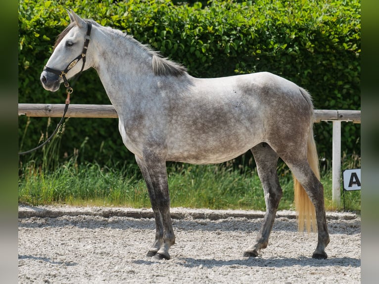 PRE Mix Merrie 7 Jaar 153 cm Schimmel in Neustadt (Wied)