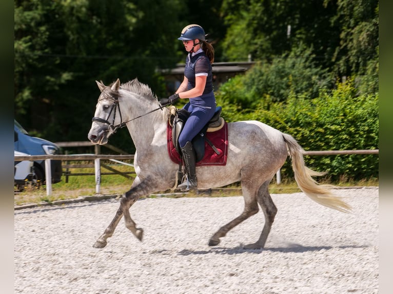 PRE Mix Merrie 7 Jaar 153 cm Schimmel in Neustadt (Wied)