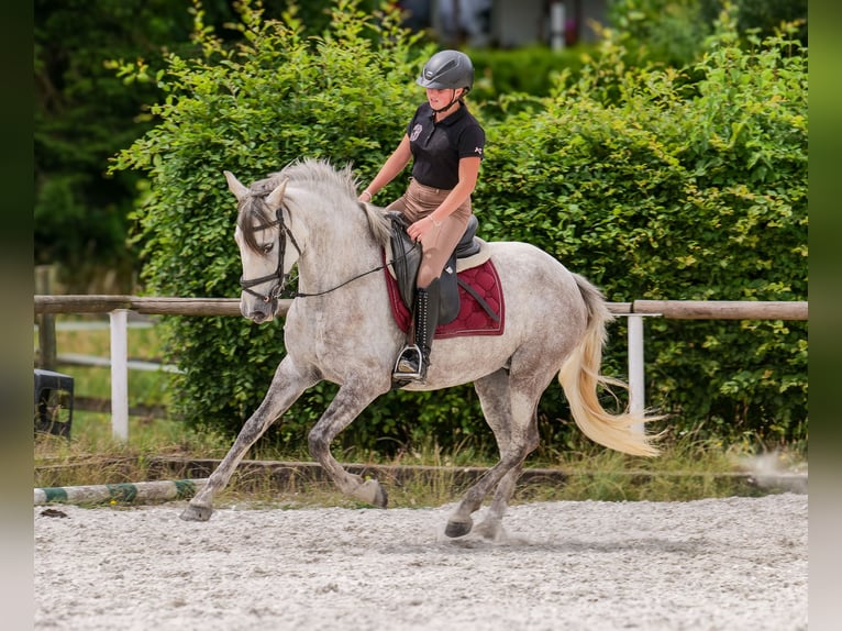 PRE Mix Merrie 7 Jaar 153 cm Schimmel in Neustadt (Wied)