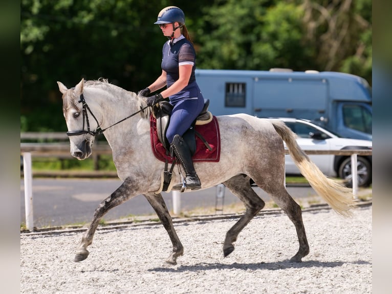 PRE Mix Merrie 7 Jaar 153 cm Schimmel in Neustadt (Wied)
