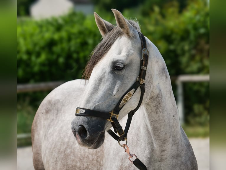 PRE Mix Merrie 7 Jaar 153 cm Schimmel in Neustadt (Wied)