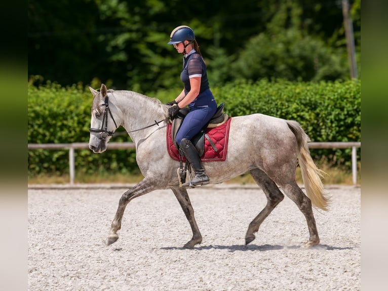 PRE Mix Merrie 7 Jaar 153 cm Schimmel in Neustadt (Wied)