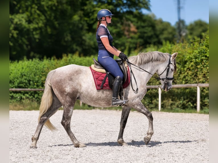 PRE Mix Merrie 7 Jaar 153 cm Schimmel in Neustadt (Wied)