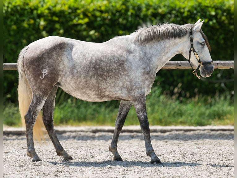 PRE Mix Merrie 7 Jaar 153 cm Schimmel in Neustadt (Wied)