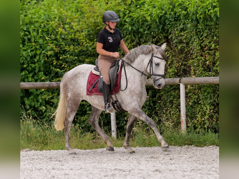 PRE Mix Merrie 7 Jaar 153 cm Schimmel in Neustadt (Wied)