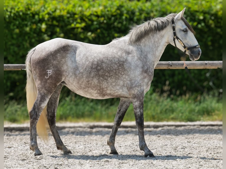 PRE Mix Merrie 7 Jaar 153 cm Schimmel in Neustadt (Wied)