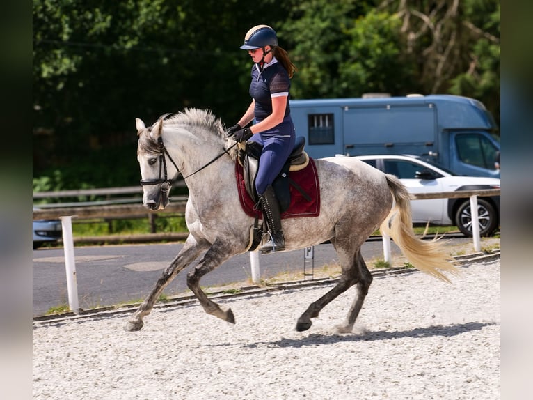 PRE Mix Merrie 7 Jaar 153 cm Schimmel in Neustadt (Wied)