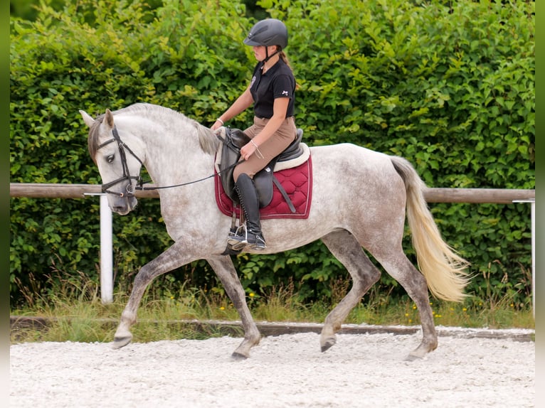 PRE Mix Merrie 7 Jaar 153 cm Schimmel in Neustadt (Wied)