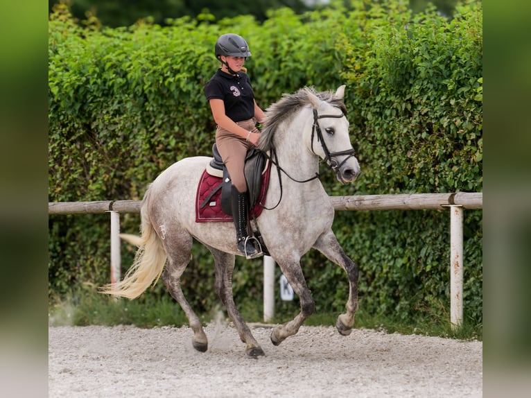 PRE Mix Merrie 7 Jaar 153 cm Schimmel in Neustadt (Wied)