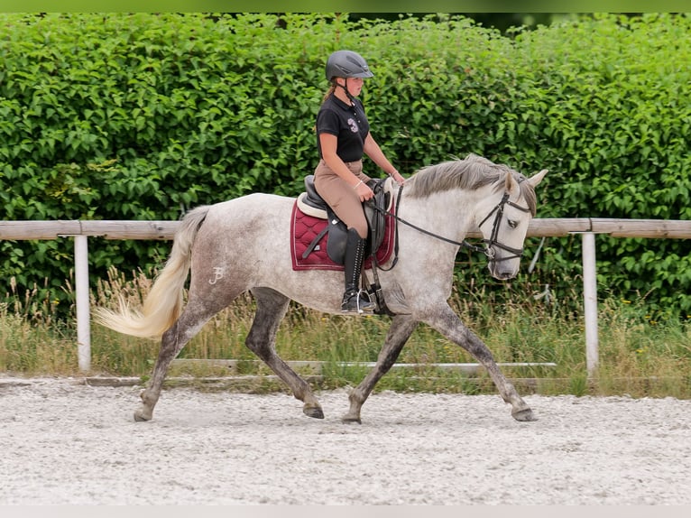 PRE Mix Merrie 7 Jaar 153 cm Schimmel in Neustadt (Wied)