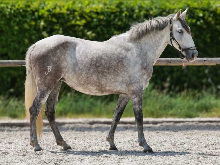 PRE Mix Merrie 7 Jaar 153 cm Schimmel in Neustadt (Wied)
