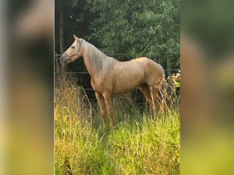PRE Merrie 7 Jaar 154 cm Palomino in Freimersheim