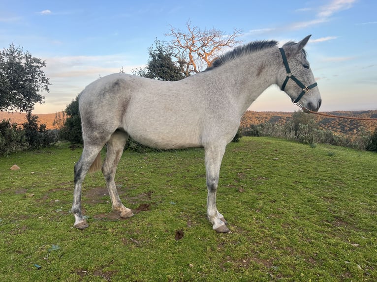 PRE Mix Merrie 7 Jaar 154 cm Schimmel in Jardinito, El (Cordoba) (Finca)Córdoba