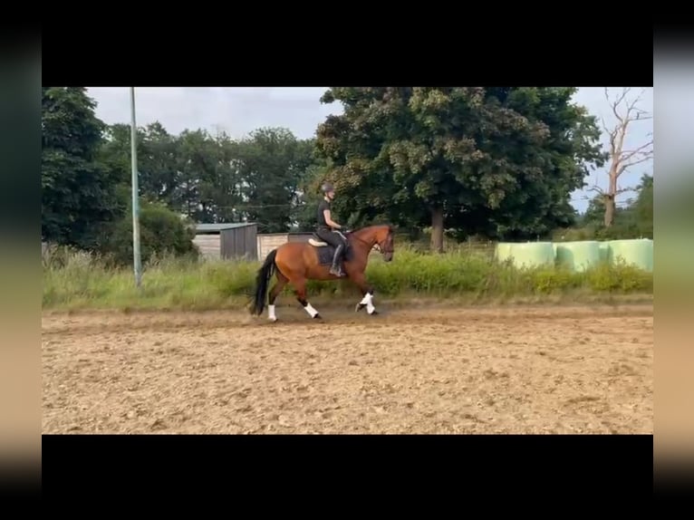 PRE Merrie 7 Jaar 156 cm Bruin in Lutzhorn