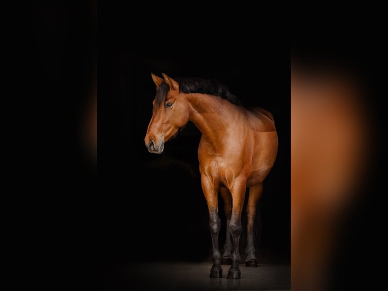 PRE Merrie 7 Jaar 156 cm Bruin in Lutzhorn