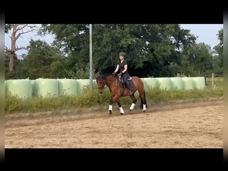 PRE Merrie 7 Jaar 156 cm Bruin in Lutzhorn