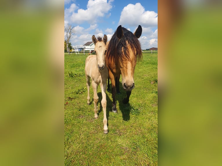 PRE Mix Merrie 7 Jaar 157 cm Falbe in Rödinghausen
