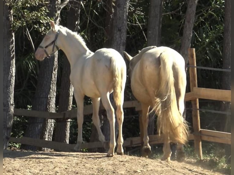 PRE Merrie 7 Jaar 157 cm Palomino in Pedret i Marzá