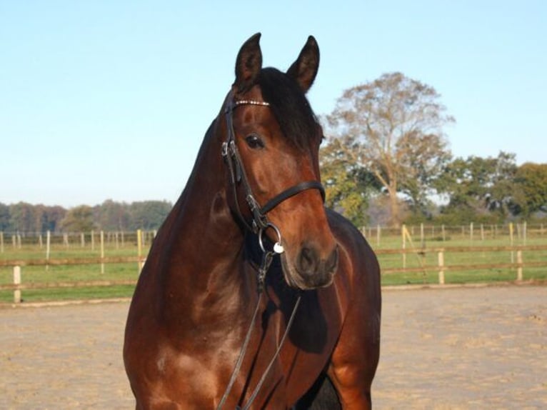 PRE Mix Merrie 7 Jaar 158 cm Bruin in Pinneberg