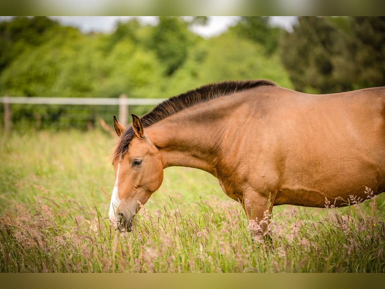 PRE Mix Merrie 7 Jaar 158 cm Falbe in &#xC9;commoy