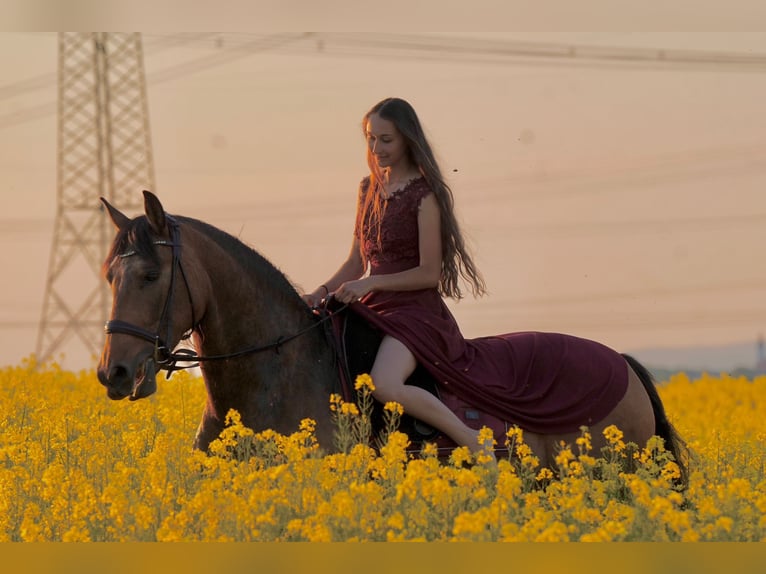 PRE Mix Merrie 7 Jaar 159 cm Buckskin in K&#xFC;nzing