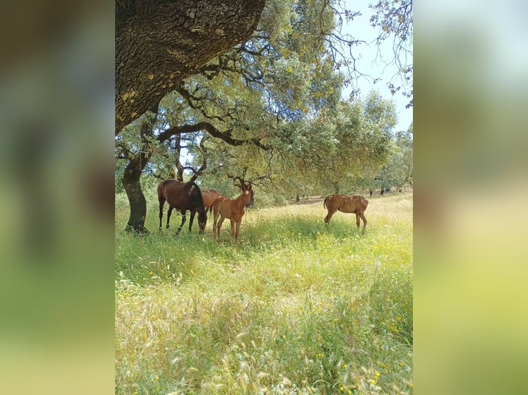 PRE Mix Merrie 7 Jaar 160 cm Donkerbruin in Sevilla