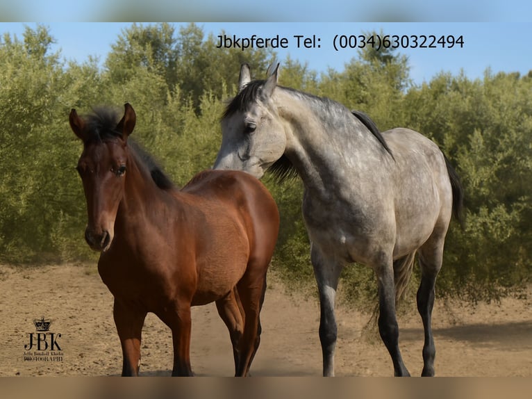 PRE Mix Merrie 7 Jaar 160 cm Schimmel in Tabernas Almeria