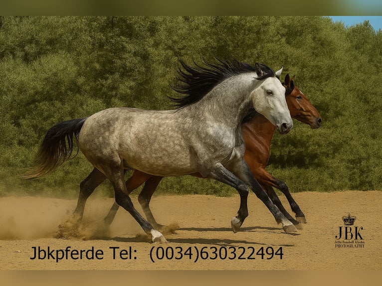 PRE Mix Merrie 7 Jaar 160 cm Schimmel in Tabernas Almeria