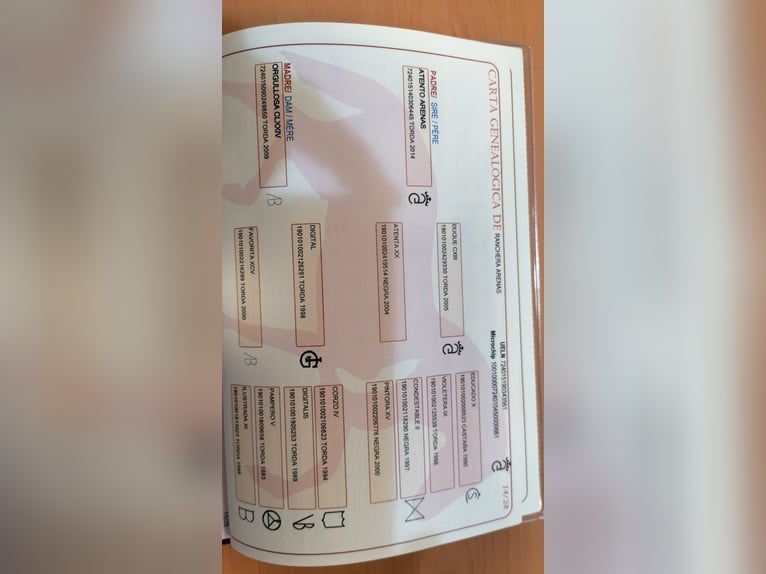 PRE Merrie 7 Jaar 160 cm Schimmel in Lebrija