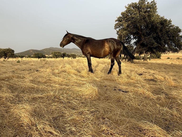 PRE Mix Merrie 7 Jaar 161 cm Donkerbruin in Fuente Obejuna